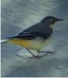 Wagtail