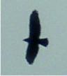 Golden eagle