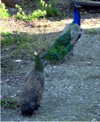 Peacocks