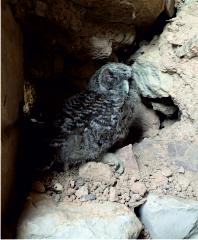 Barn owl