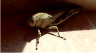 Locust