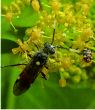 Fly