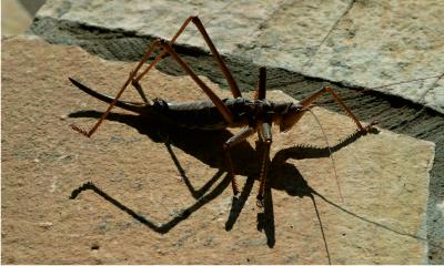 Grasshopper