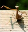 Praying mantis