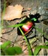 Beetle
