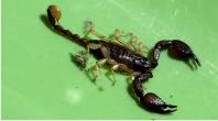 Scorpions