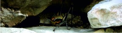 Insects