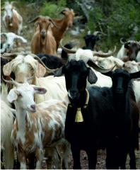 Goats