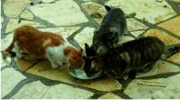 Cats feeding