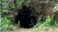 Animal hole