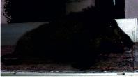 Dead wild boar