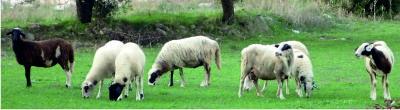 Mammals