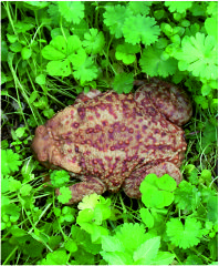 Toad