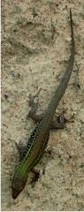 Lizard