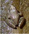 Camouflaged frog