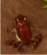 Conspicuous frog