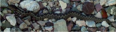 Reptiles