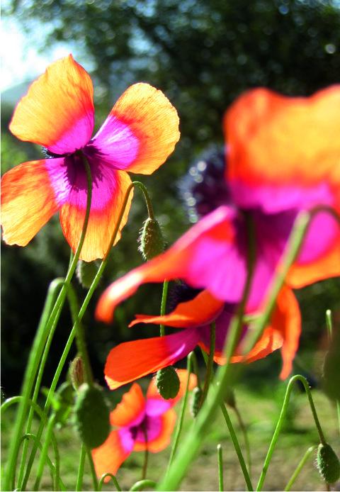 Wildflowers