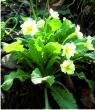 Primroses