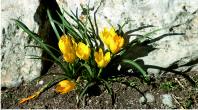 Crocuses