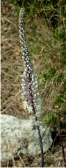 foxtail lily