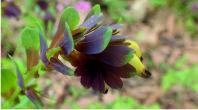 Sweet peas