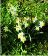 Narcissus