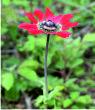 Anemone