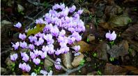 Cyclamen