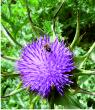 Thistle
