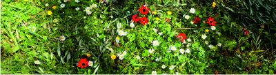 Wildflowers