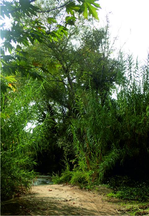 grasses