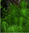 Mares or horsetail