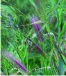 Rye grasses