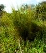 Coarse grasses