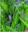 Plantaines