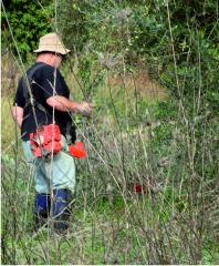 Olive grove cleaning