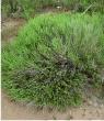 Beach grasses