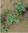 Sea holly