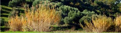 Grasses