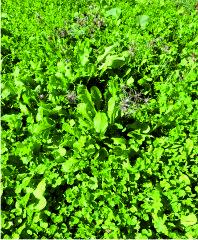 Wild salad greens