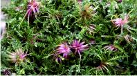 Wild chicory