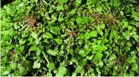 Dandelion leaves