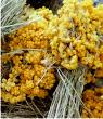 Chamomile