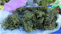 Oregano