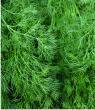 Dill