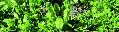 Horta