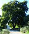 Plane tree