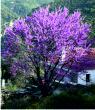 Judas tree