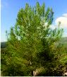 Pine trees